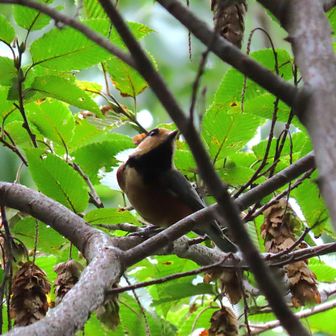 ヤマガラもクマシデの実を食べに来ます