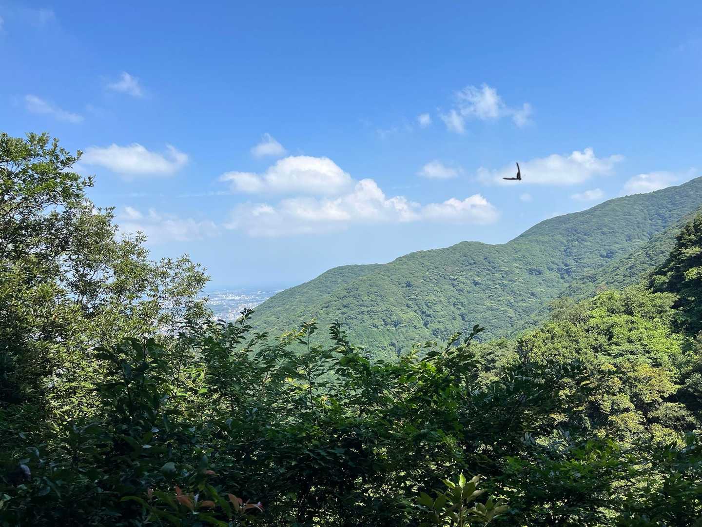 市の瀬峠-白畑山 往復コースの写真