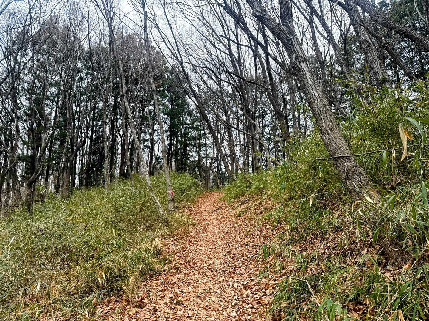 整備されていて歩きやすい🚶