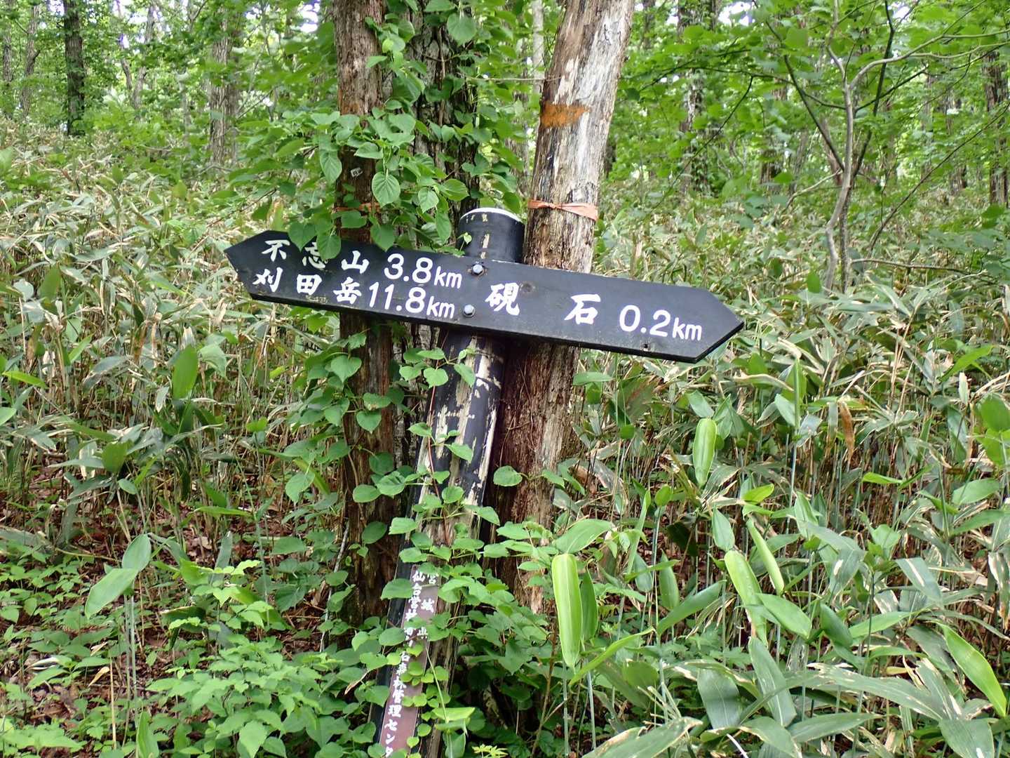 不忘山まで3.8kmしかないの⁉️
本当か？？