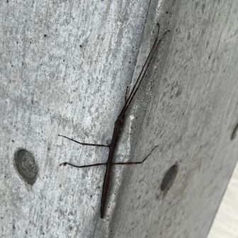 展望台の下に〝ナナフシ〟発見。
コイツが数匹。唯一遭遇した生物🪳