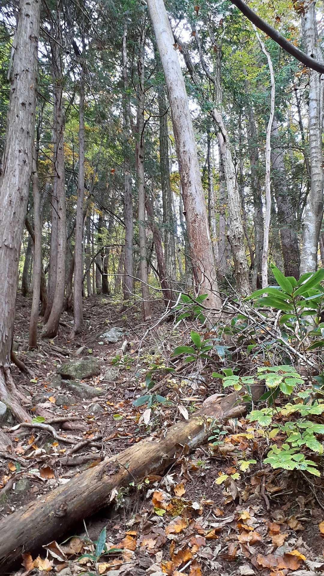 大潰山登山口-大潰山 往復コースの写真