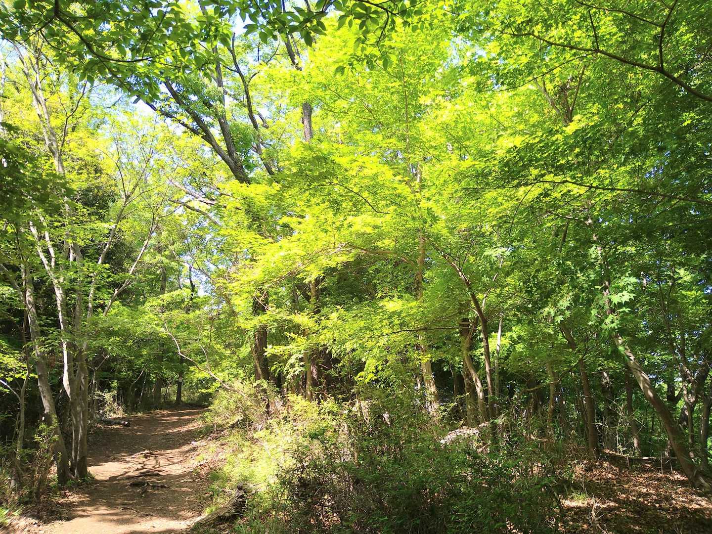 弘法山登山口-吾妻山-善波峠-弘法山 往復コースの写真