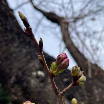 桜の蕾🌸