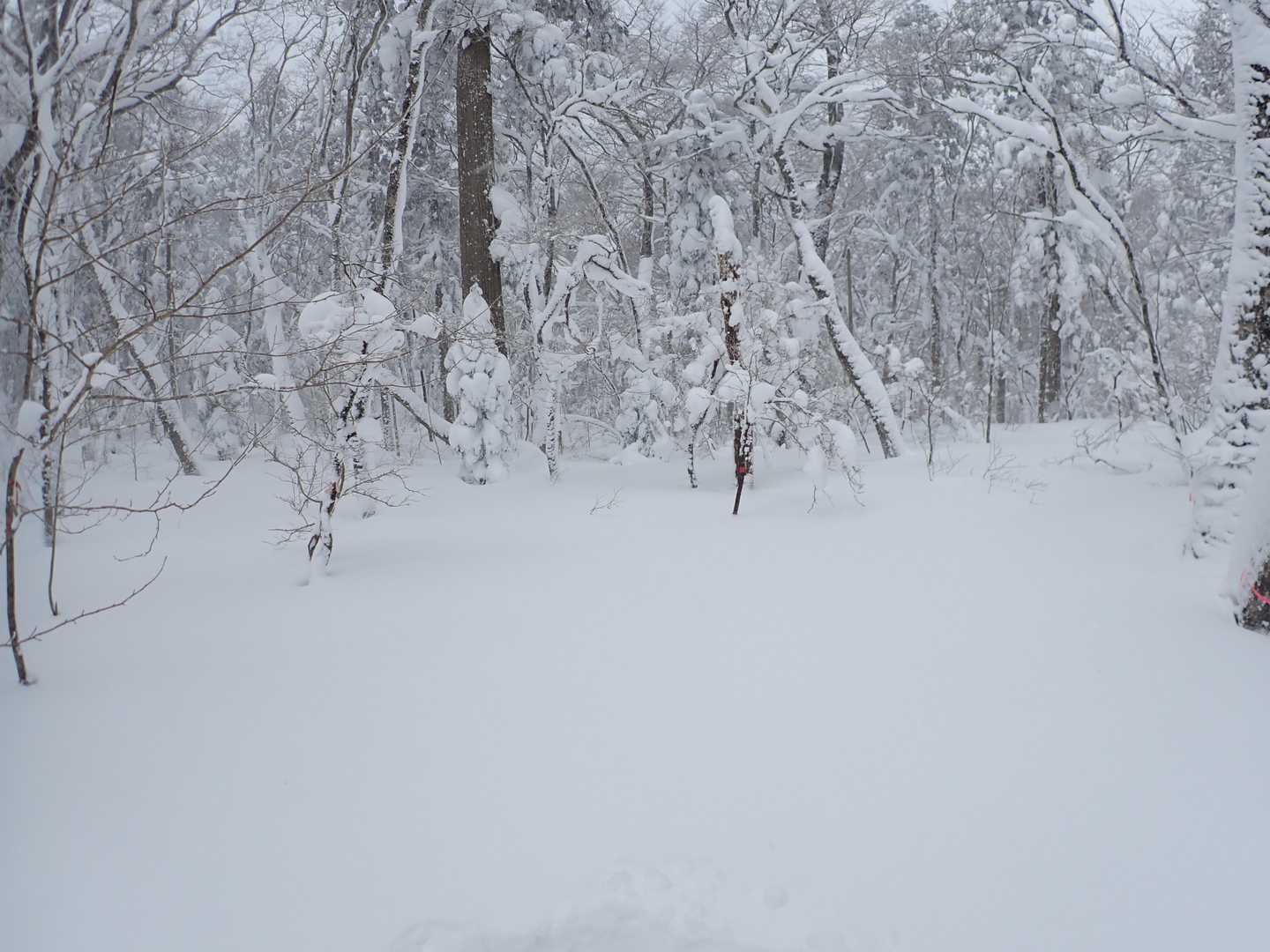 分岐まで戻ってきましたが、寂地山の方はトレース無し