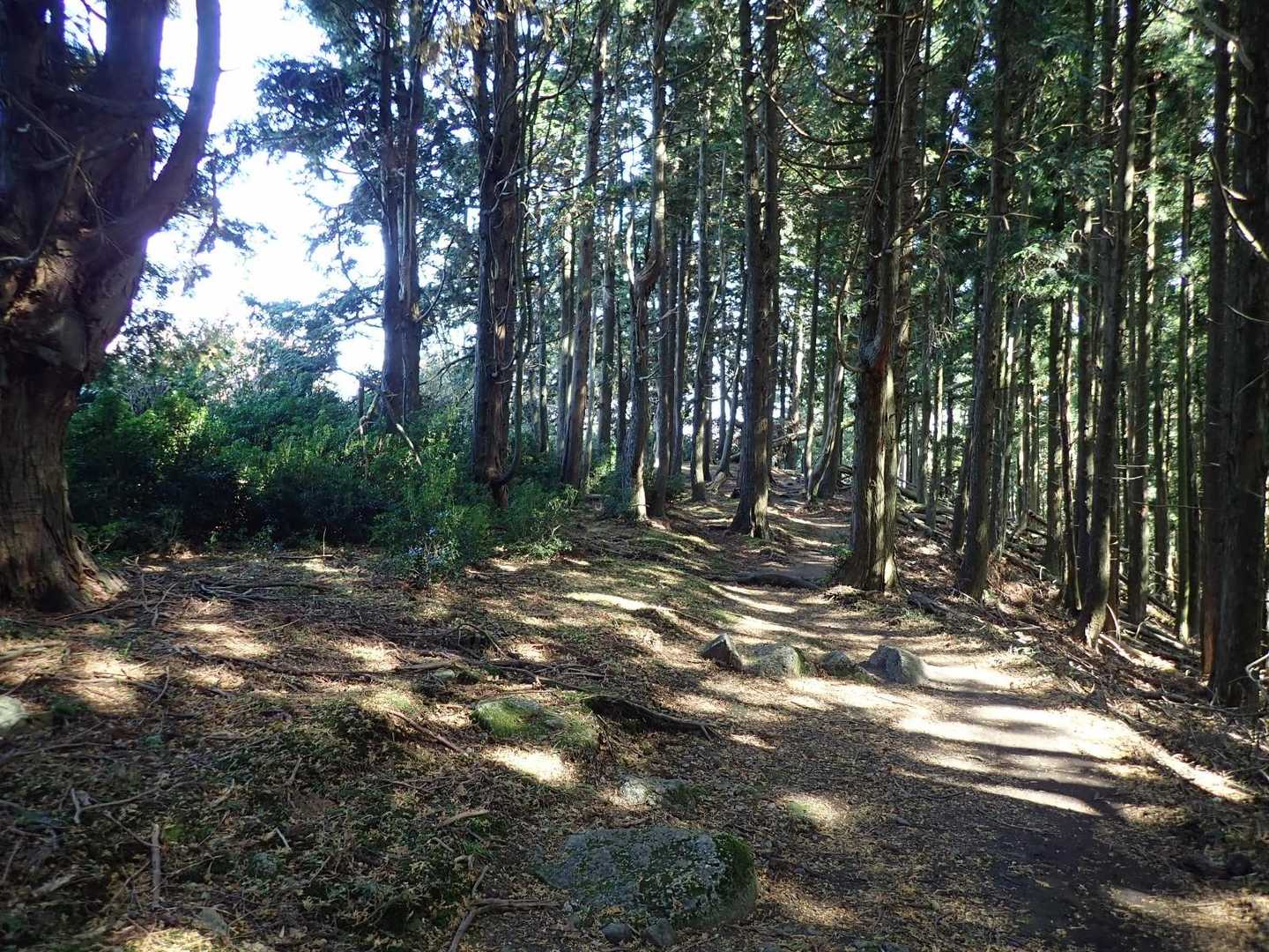 この辺りが経ヶ峰東峰のピークだと思うのですが特に山名鈑は見当たりませんでした。