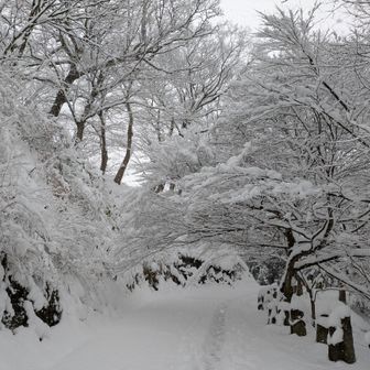 さすがに踏み荒らされてないな〜