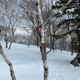 785ピークから山頂までしばらく歩きました
キツネと人の足跡以外確認できず