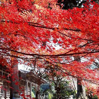 増位山随願寺の本堂です。紅葉を楽しむなら書写山のほうがよいですね・・・。