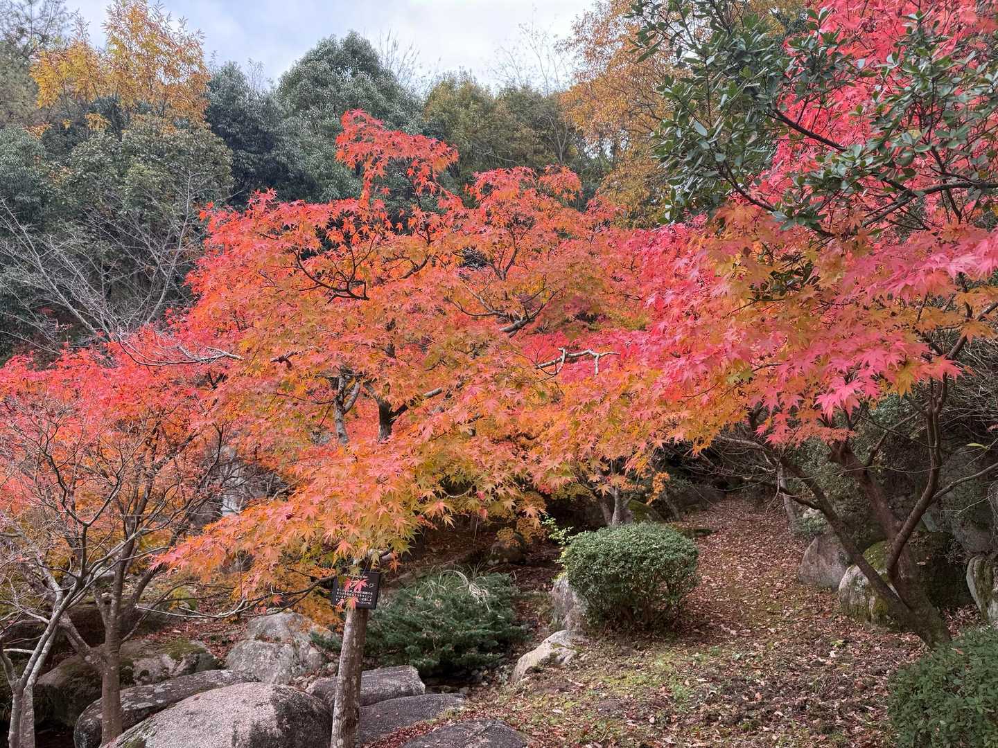 福山登山道ふれあい広場口-幸山-福山 往復コースの写真