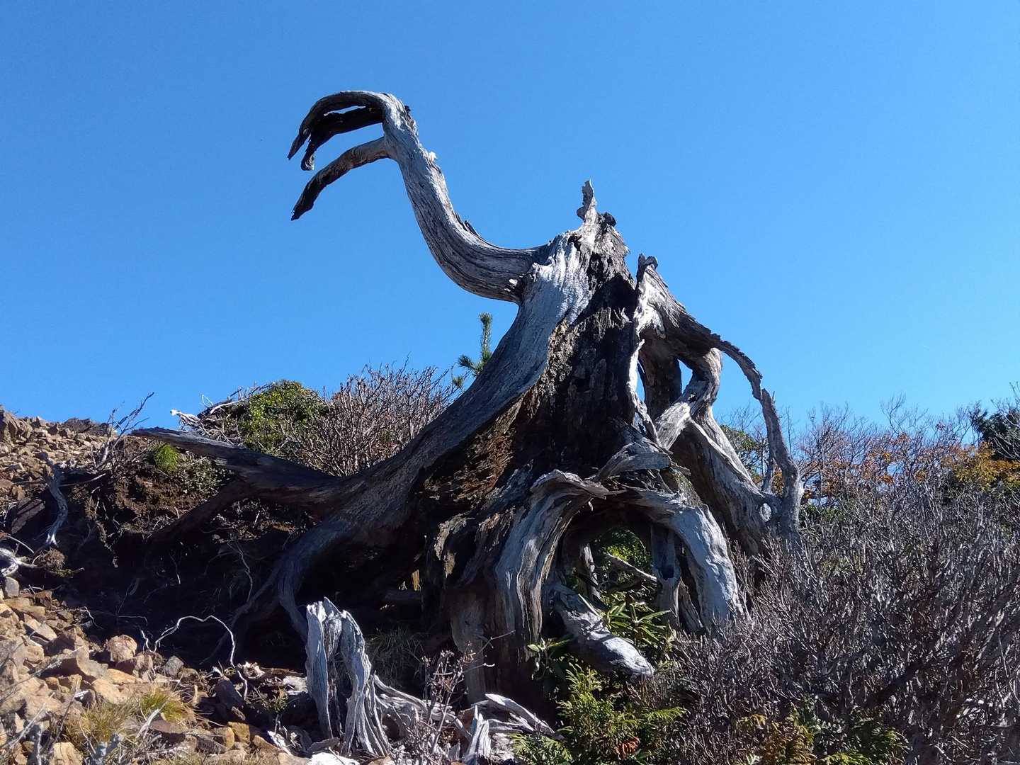 猿ヶ鼻-甲子峠-大白森山-甲子山 往復コースの写真