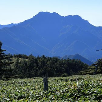 モミやツガの白骨林が点在してます
丘の先にはずっしりと「石鎚山⛰️」が控えてます