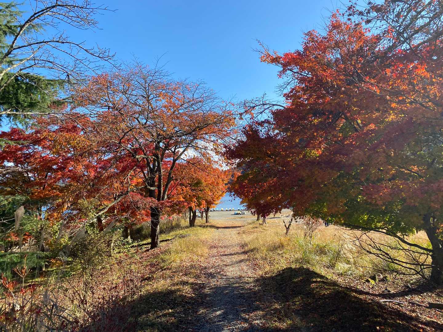 湖畔のもみじの木々の間を歩いていくと、、、
