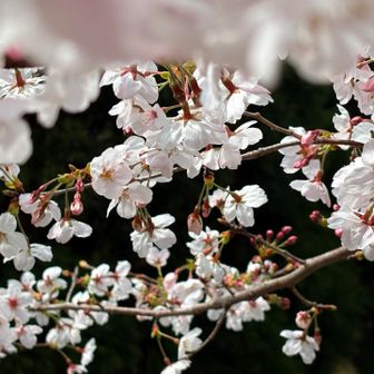 ふもとの桜