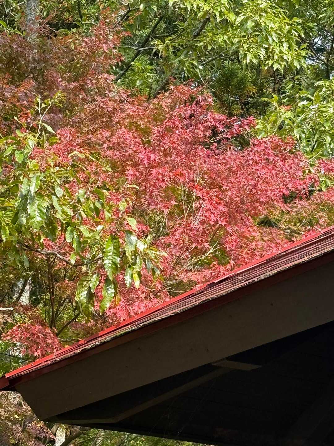 加茂ゆらりんこ橋登山口-加茂神社-真名子登山口-二丈岳-筑 縦走コースの写真