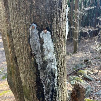樹液が凍ってる🥶