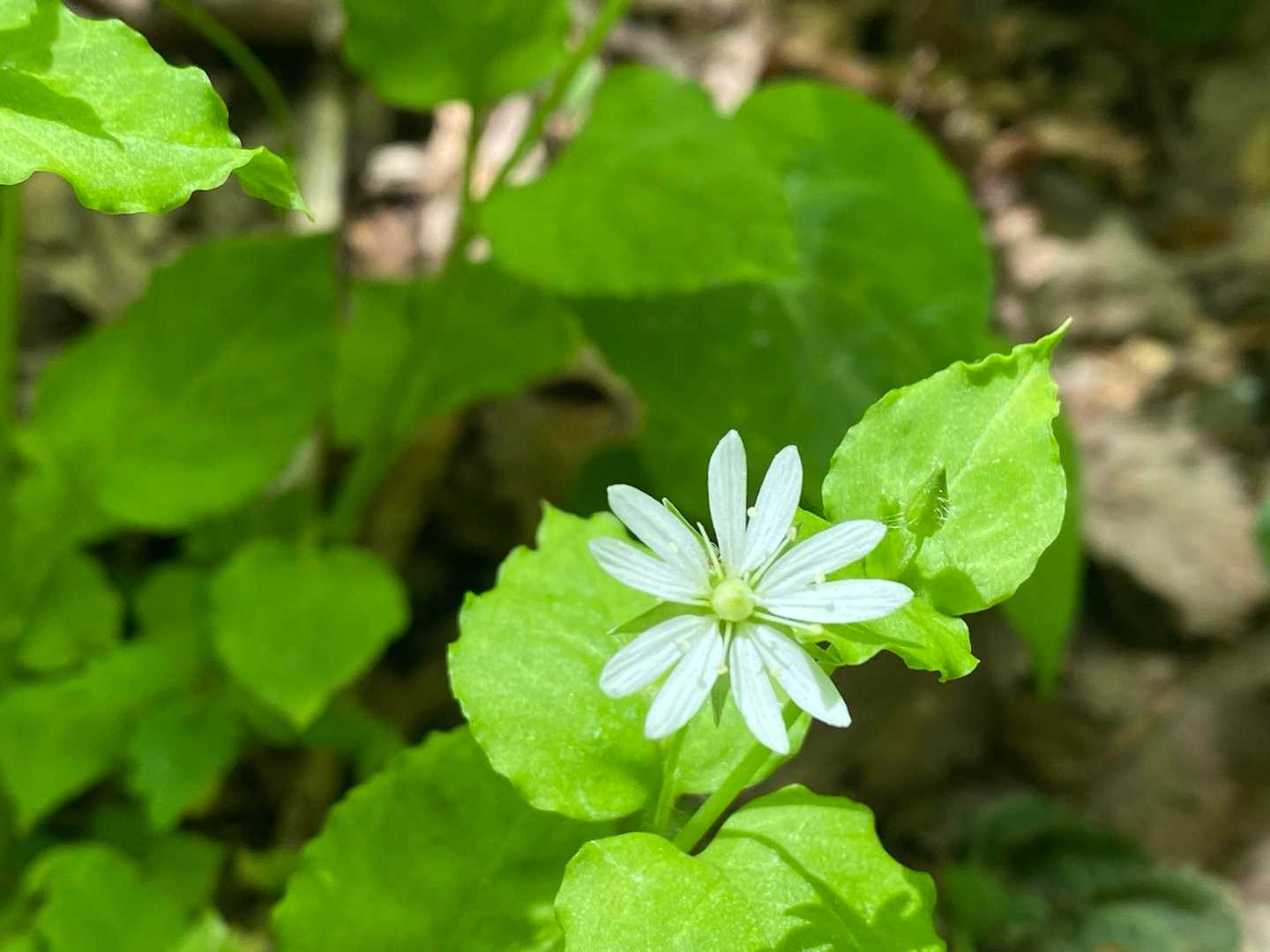 久しぶりの快晴の三瓶山、ありがとう😊 / ワタの登山データ | YAMAP