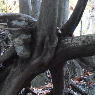 トトロコース案内