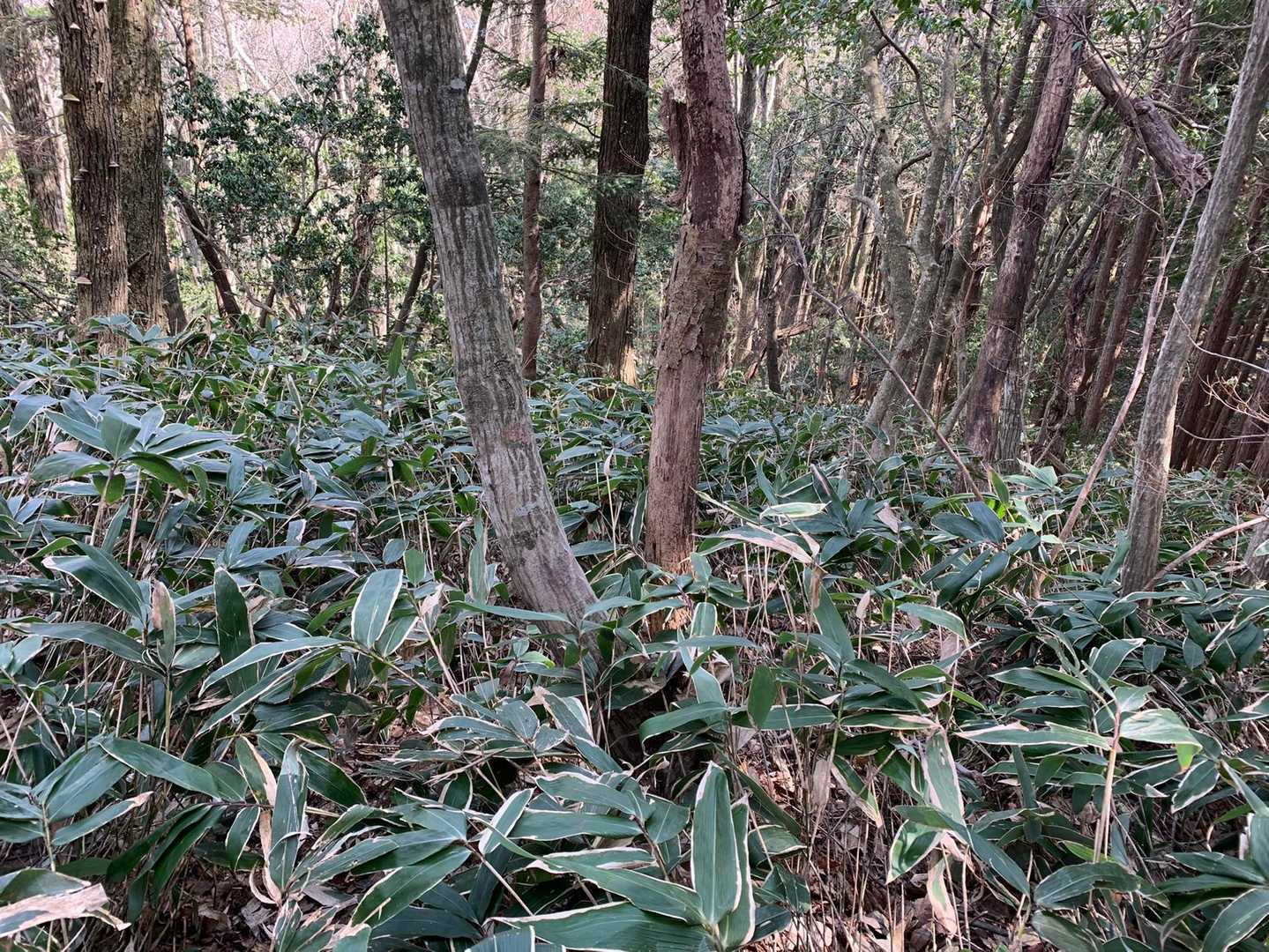 振り返った風景。１人だったら迷ってしまいそうです。
