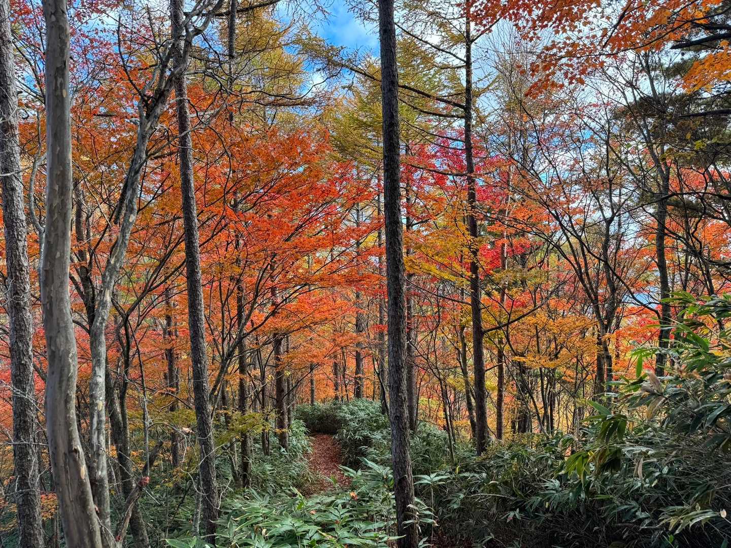 横岳-大川入山 縦走コースの写真