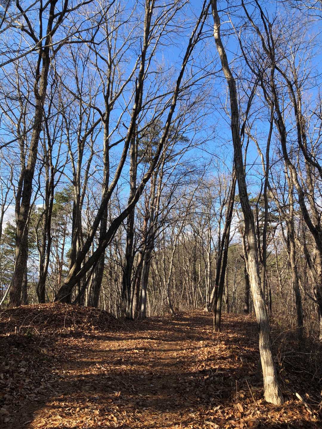 登山道になってきた