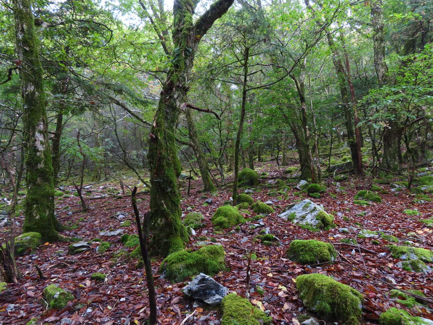 庭園風・・・しかしいつまでも高度が上がらんなぁ？（そりゃそうよね）
「どこにおる？」とjijitaさんからの電話で、ここで引き返す
（電波が通じる場所で良かったです！）