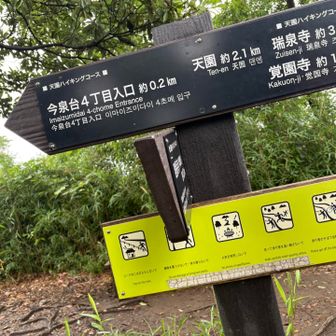 建長寺の境内の一番奥まで進み、ハイキングコースに入り、石段を登ると勝山げん展望台の尾根道に

この途中で、山友さんとばったり✨