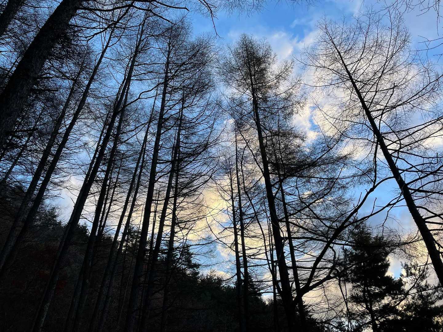 カラマツはすっかり冬の装い。
