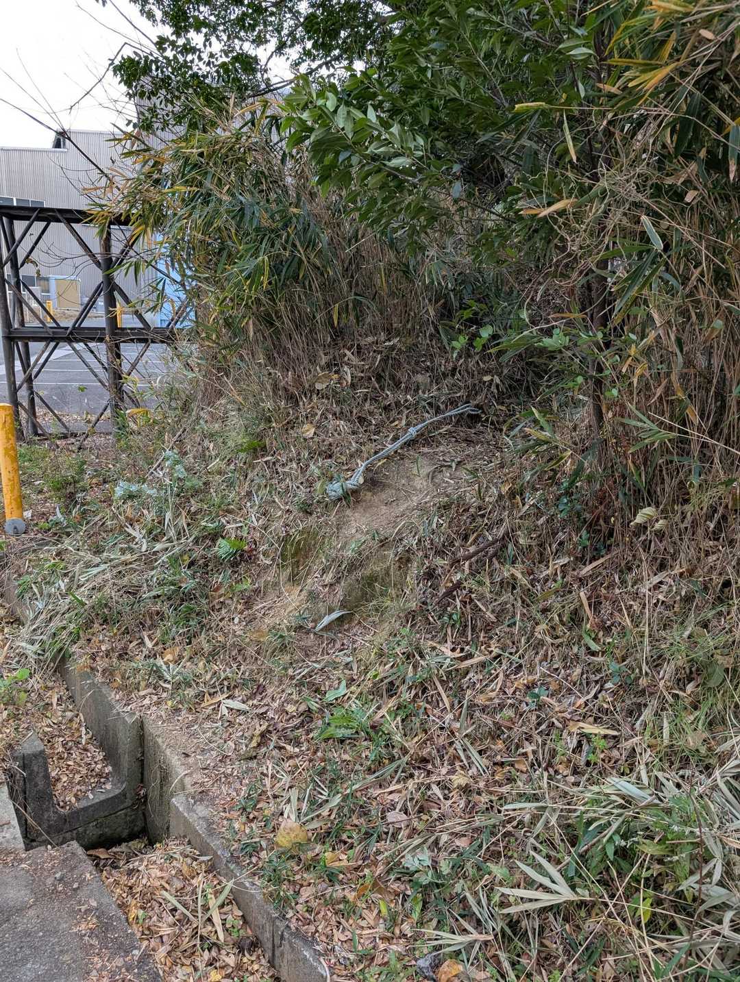 登山口、ロープが目印🪢