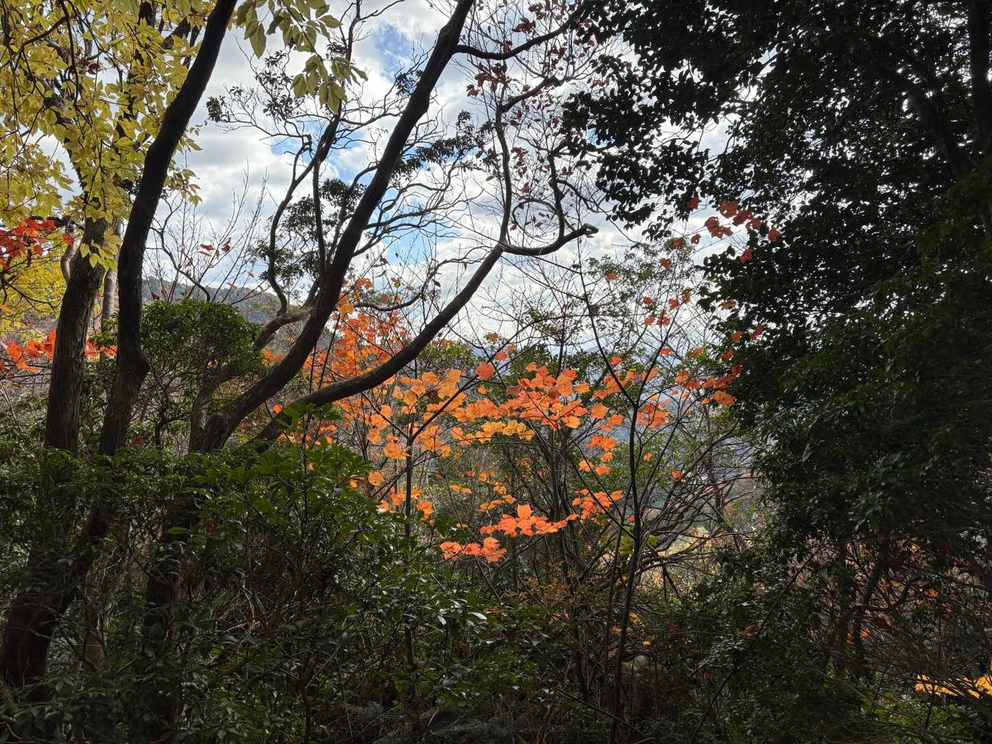 紅葉🍁