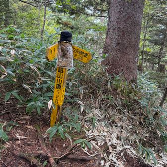 やっと大凪山
微妙に足が攣りかけているので、ここでツムラの68番（医療用）を服用