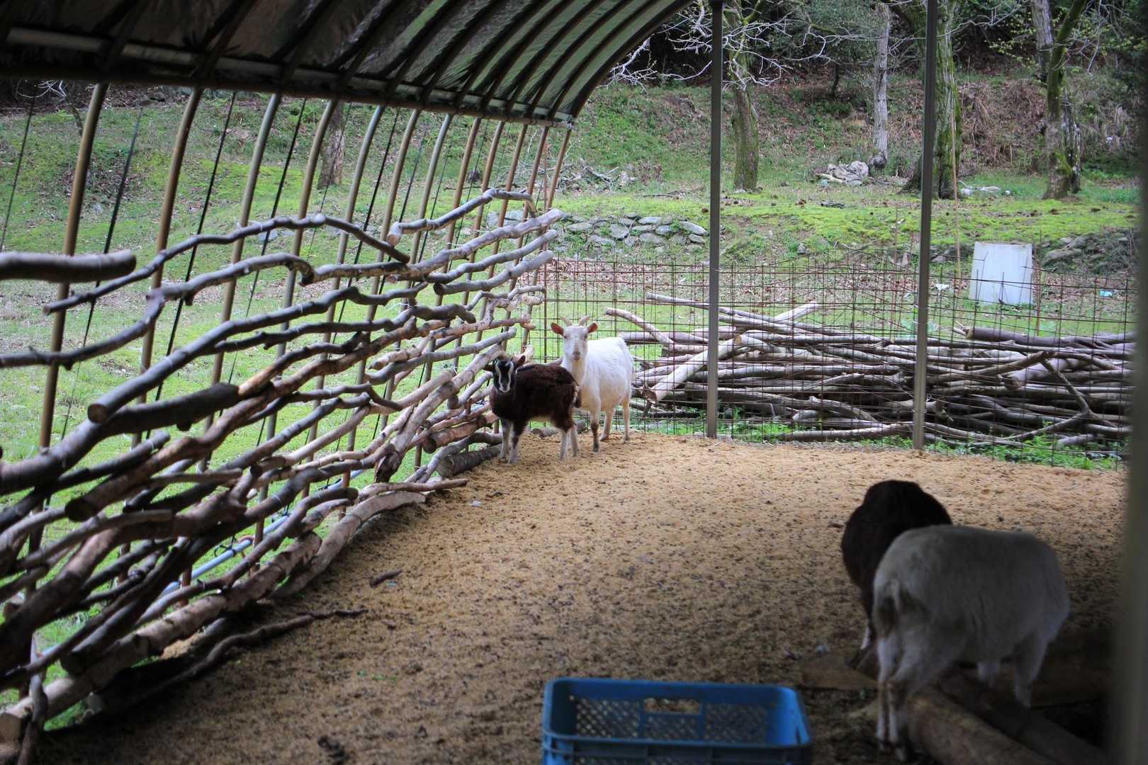 ヤギ小屋できてる〜✨
隅っこで佇む2人。。。