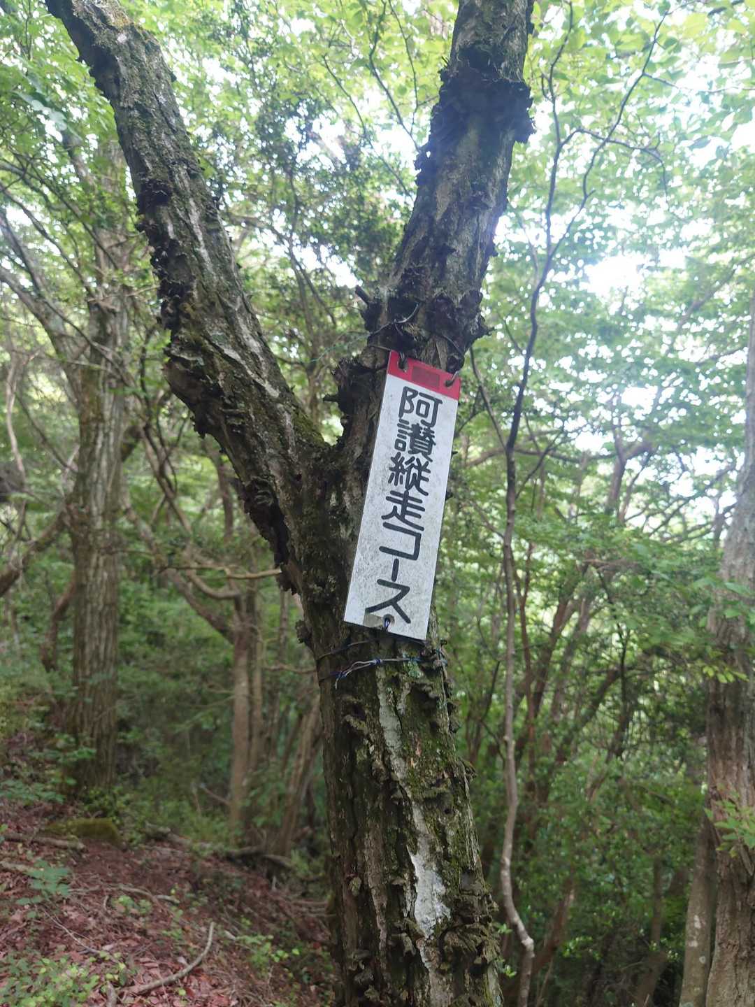 大相山 往復コースの写真