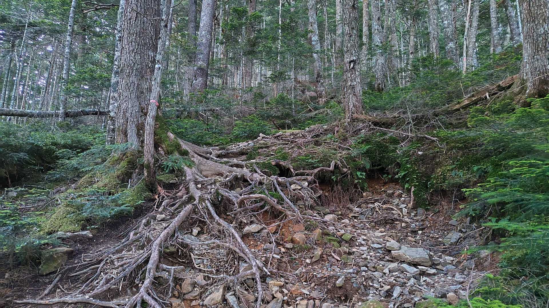 ずーーっと樹林帯の登りです。
