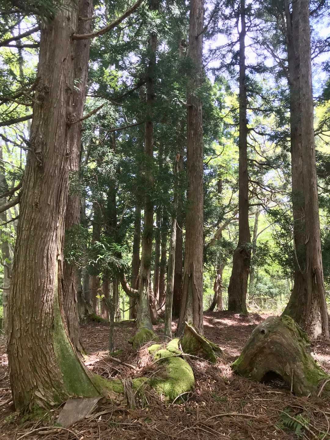 根幹が同じで
7、8本樹立してる大家族杉