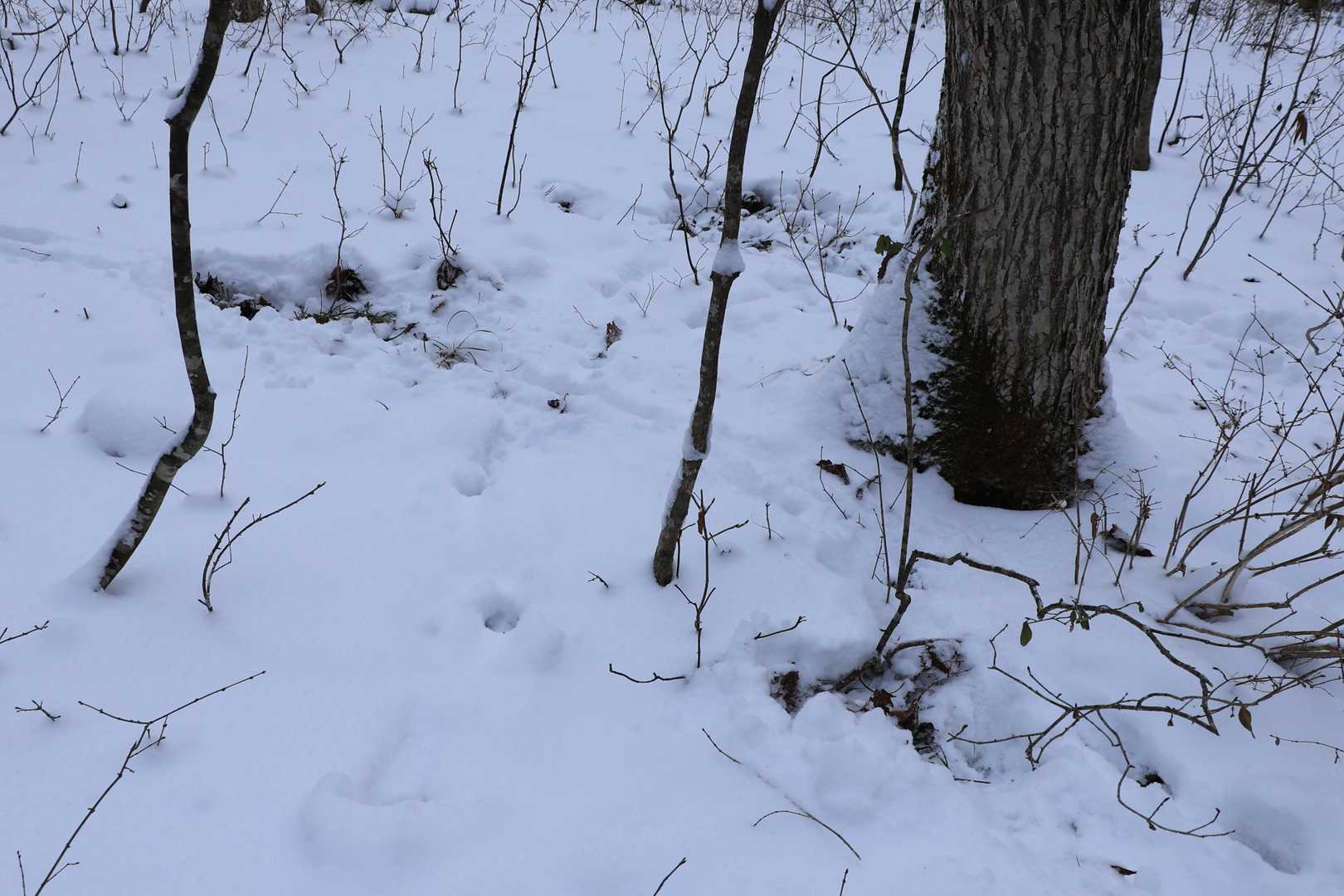 この土が見えているところ、今朝までだれかが寝ていた場所かもなあ🦌
