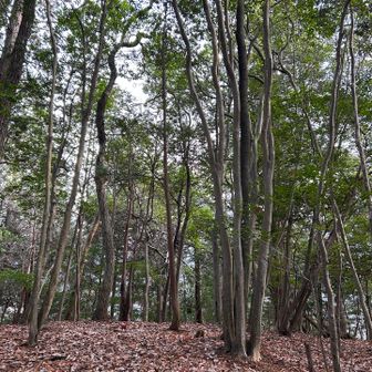 今日のお山その❼ は看板が見あたらない。。