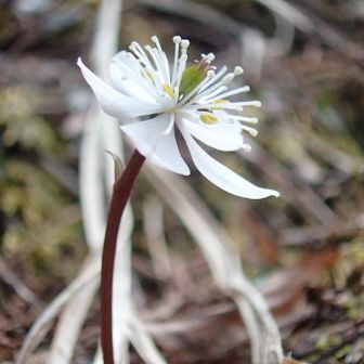 中央部分のぷっくりしているのってこの後緑の花みたいになるガクの部分かな？？