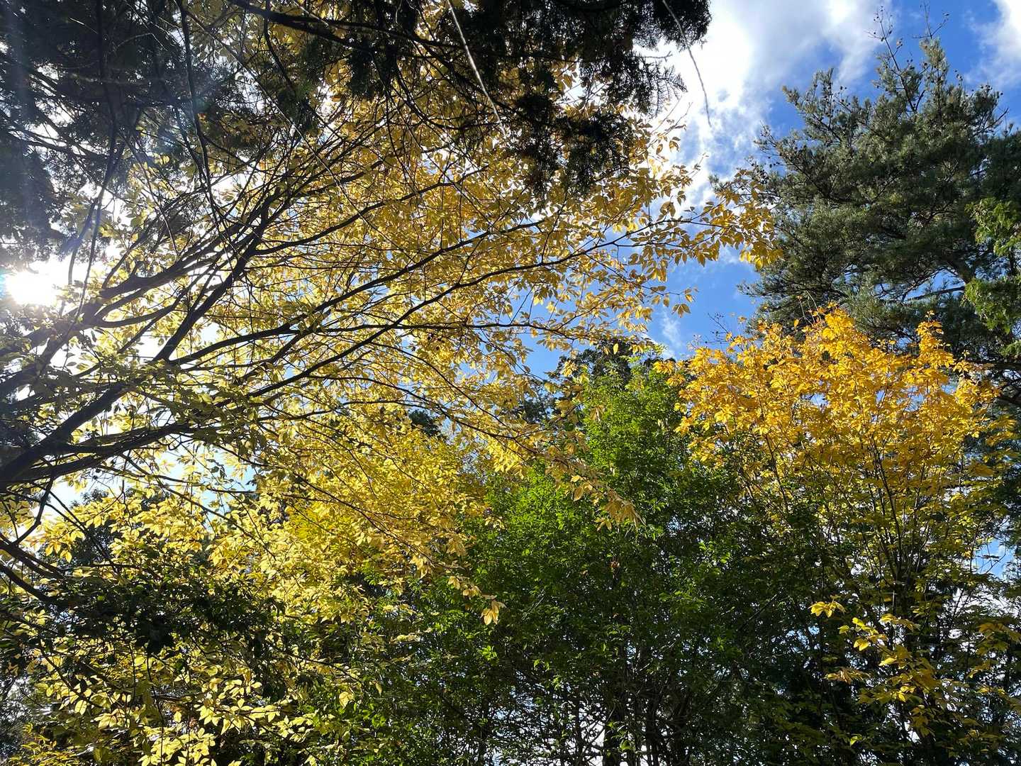 黄色の紅葉が透けて綺麗