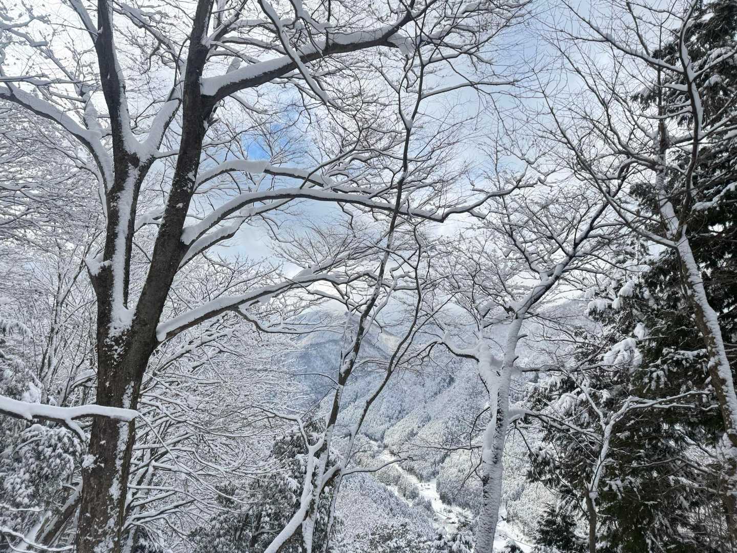 霧氷が✨