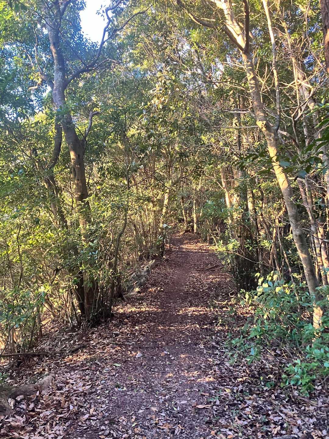 天翔台⛰️へ向かう🏃💨
