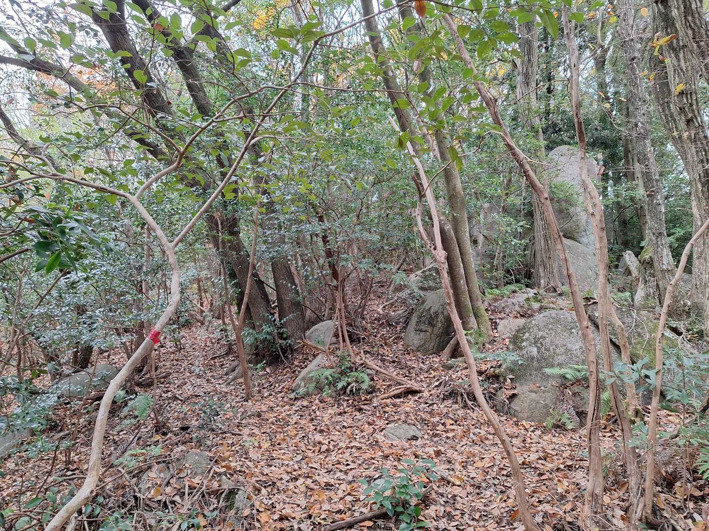 この付近は落葉で踏み跡が見えず、ルートが分かりにくかった。
ピンクテープとYAMAPを頼りに何とかクリア😅