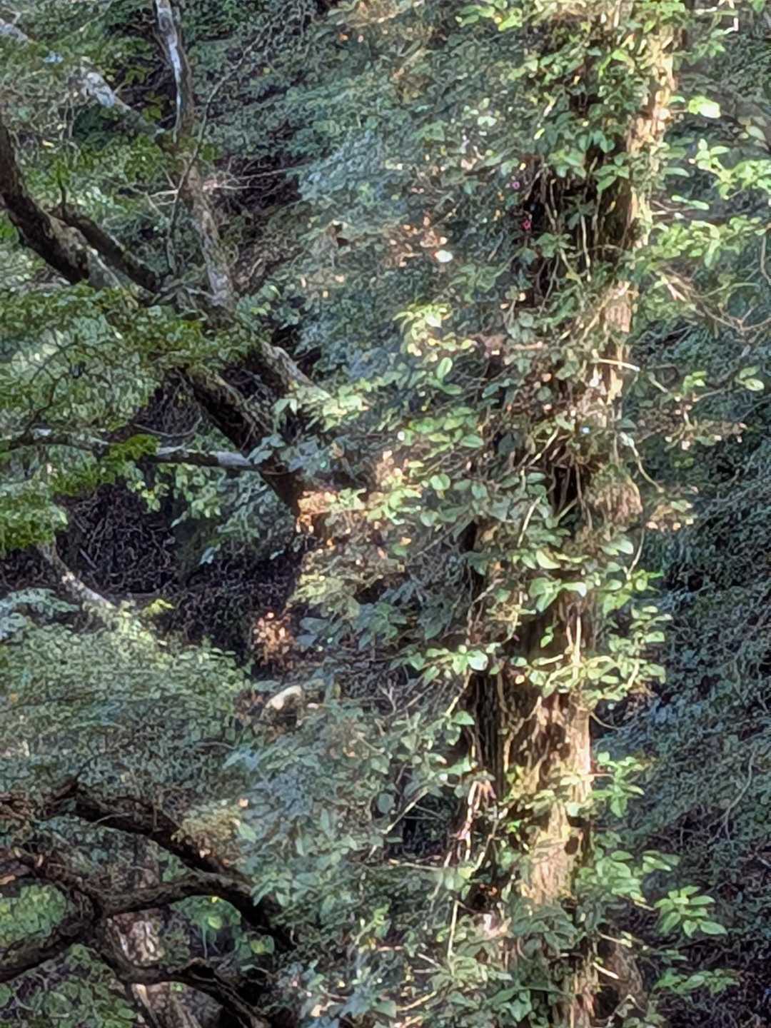 大矢岳-大矢野岳-太郎ヶ迫-駒返峠 往復コースの写真