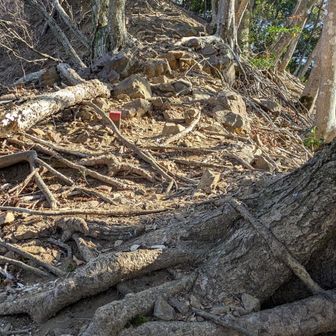 根っこの階段に注意して😮‍💨