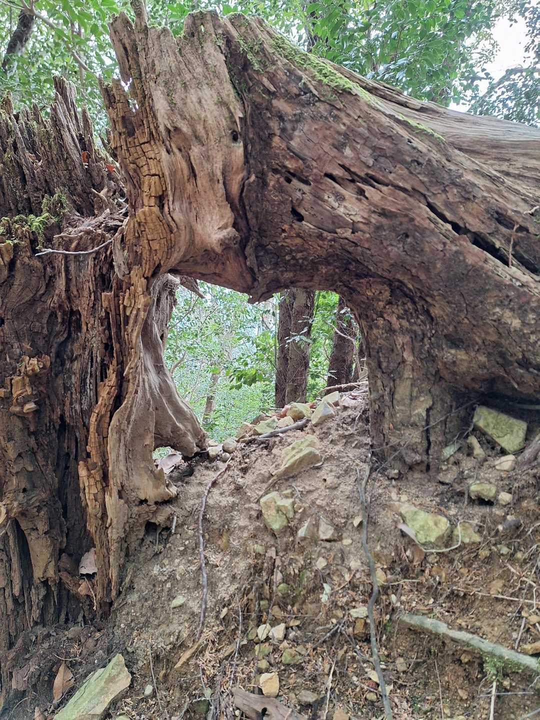♡ののぞき穴  (ฅ∀<`๑)

後半めっちゃ寒かったけど、春を感じる🏵️もいっぱい見れて満足.｡.:*(⁠*⁠˘⁠︶⁠˘⁠*⁠)⁠.⁠｡⁠*⁠
