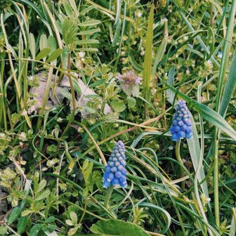 山降りても、春のお花がたくさん
