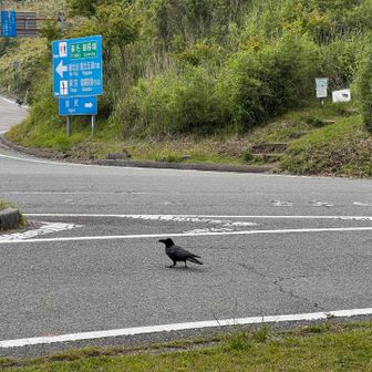 湖尻峠に着いた
向こう側に黒岳への登山口
芦ノ湖スカイラインにキョエちゃん🐦‍⬛