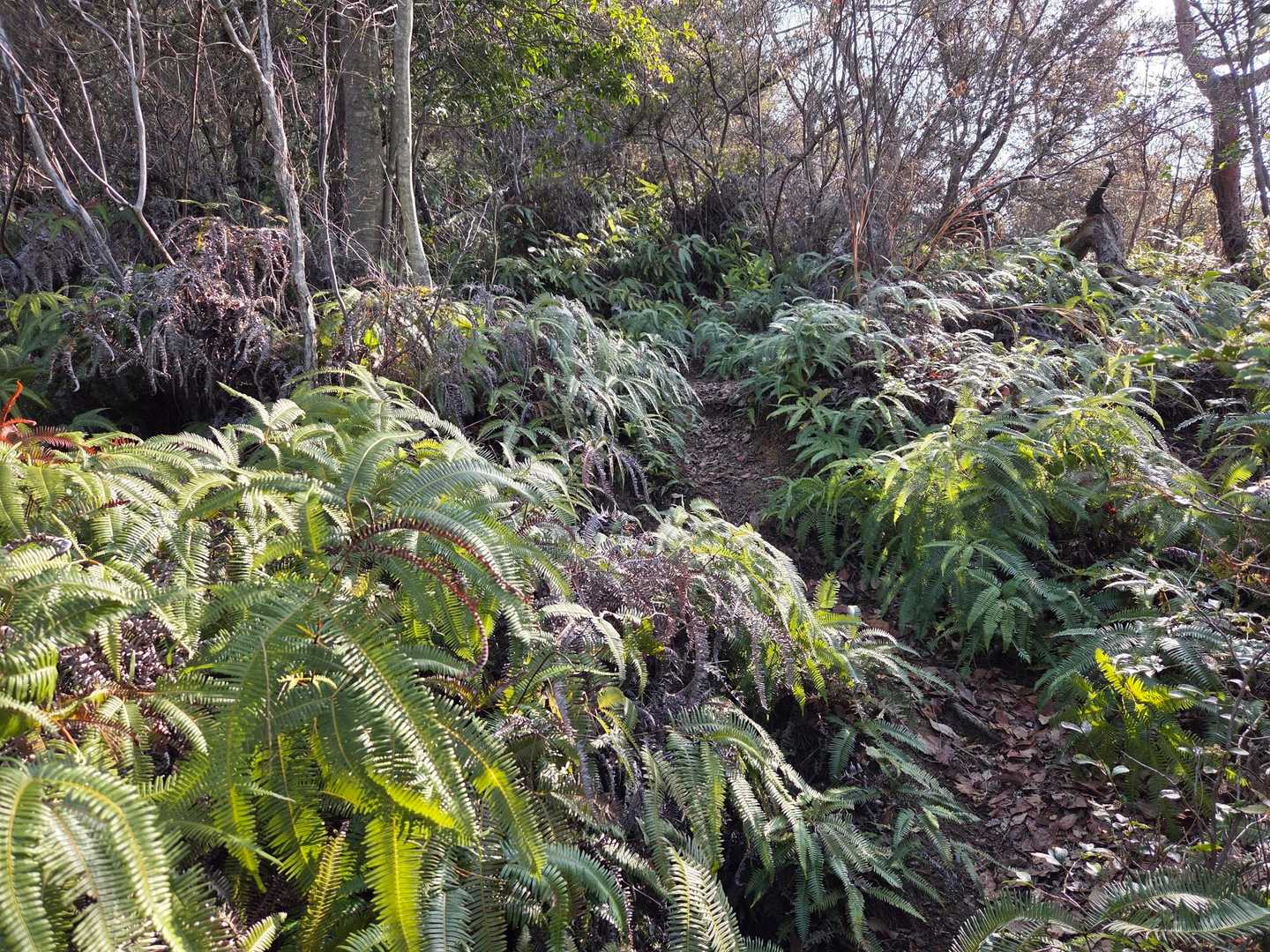 植生が変わった