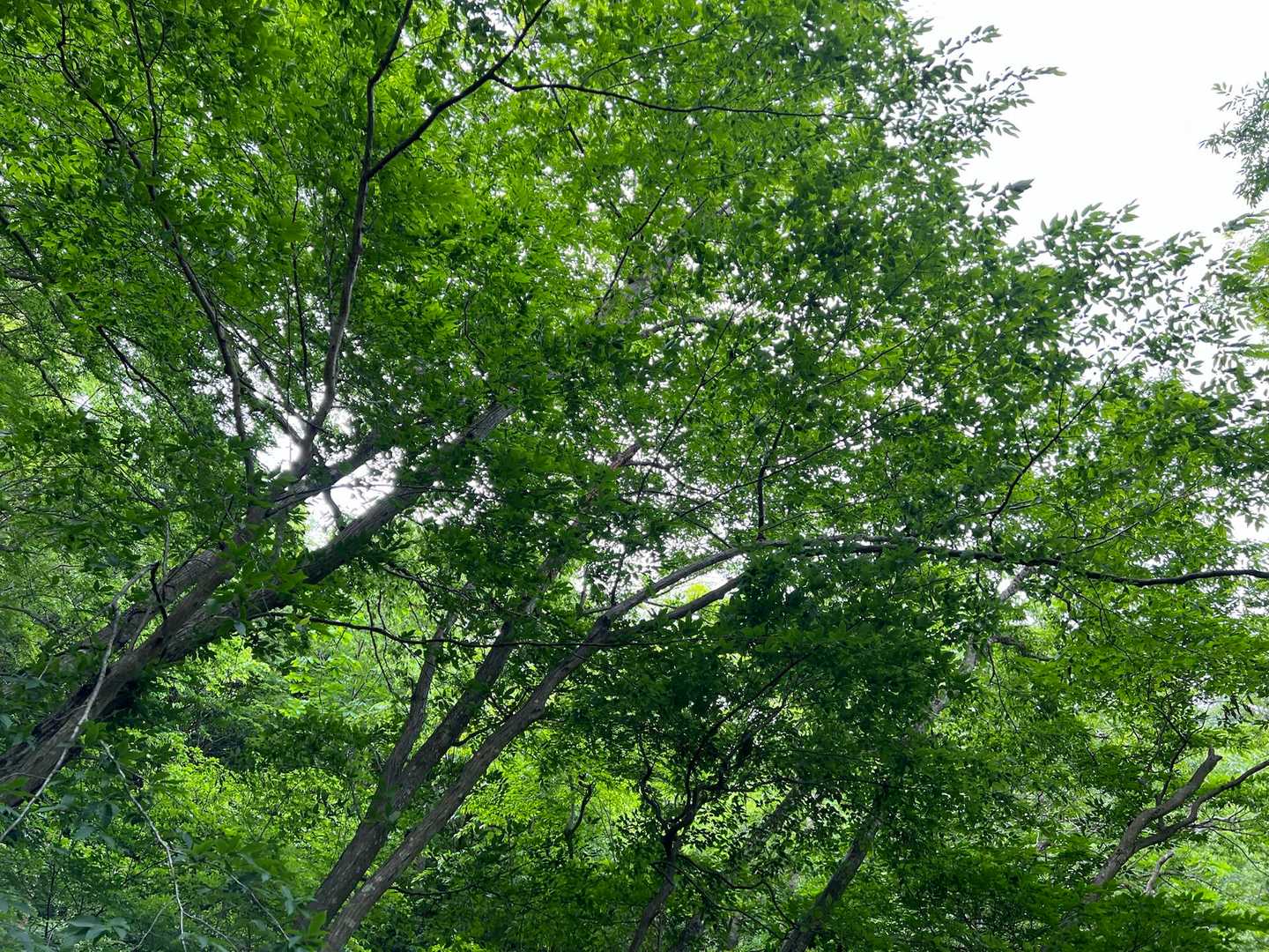 新緑の季節が好きです🌿✨