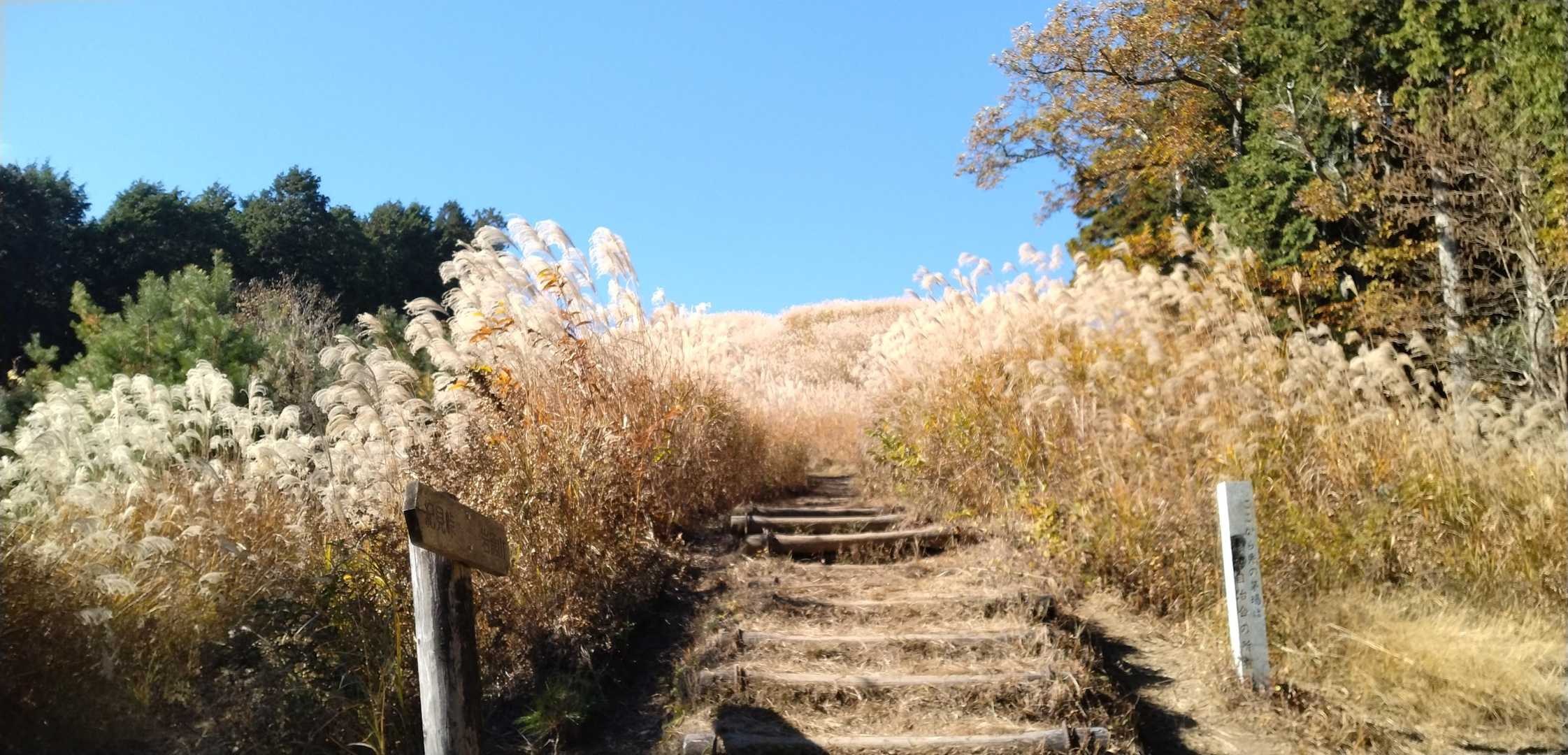 ススキ満開🌾